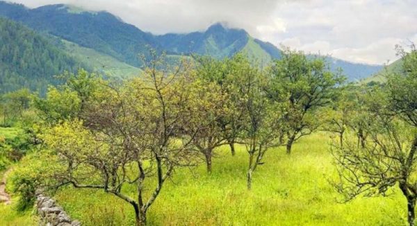 ढोरपाटन र निसेलढोरमा स्याउ नफल्दा किसान चिन्तित