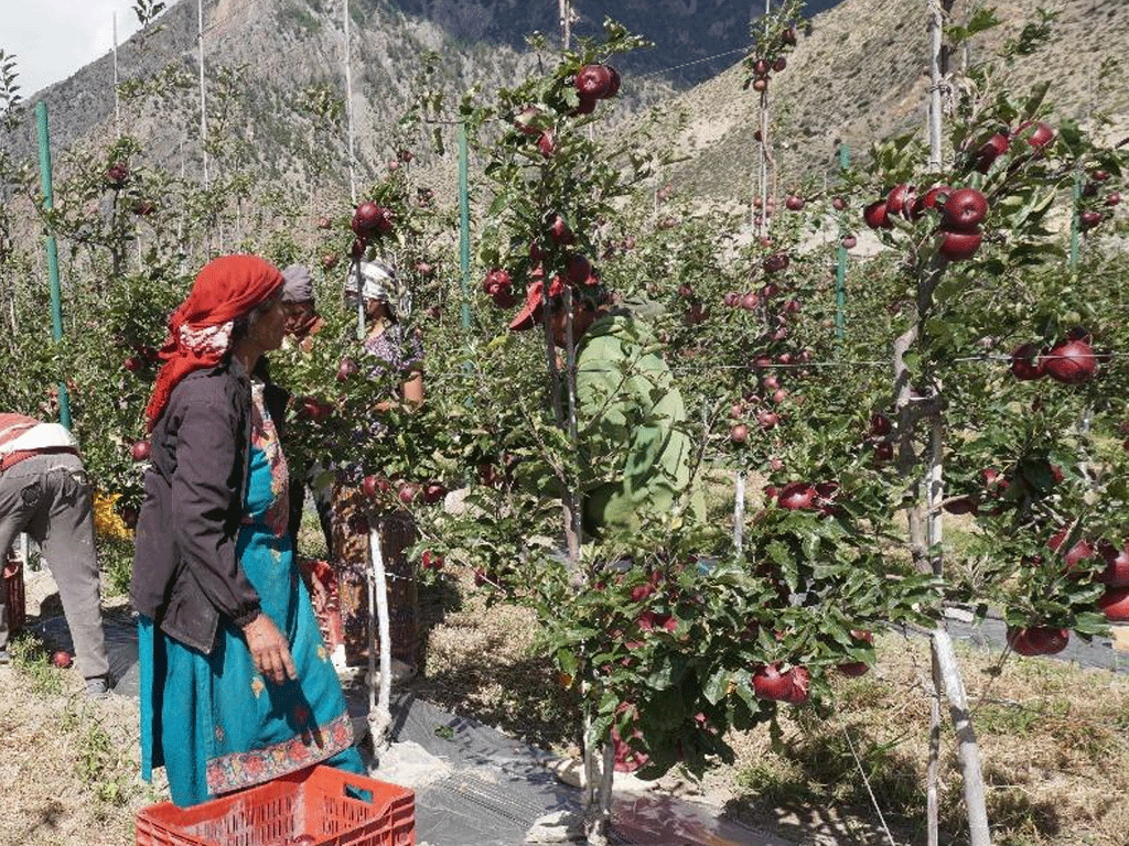 मुस्ताङमा ‘हाइब्रिड’ स्याउ उत्पादनमा वृद्धि