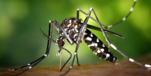 जापानिज इन्सेफलाइटिसबाट नवलपुरमा तीन जनाको मृत्यु