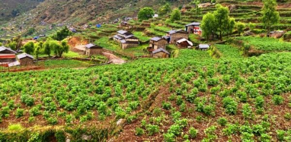 बागलुङमा खायन आलुखेतीको क्षेत्र विस्तार