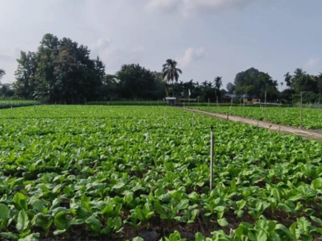 देउकुमारको कृषि फार्ममा तीस लाखको रायोको साग