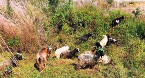 च्याङ्ग्रा व्यापारीको दुःखः दसैँ खर्च जोहो गर्न डोल्पादेखि बागलुङ