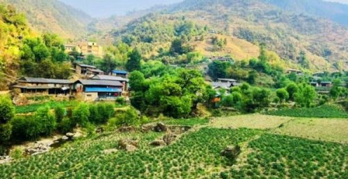 बागलुङमा १ अर्ब ९४ करोड ६० लाखको आलु उत्पादन