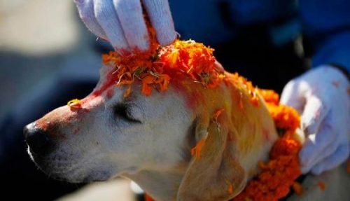 तिहारको तेस्रो दिन, आज कुकुर तिहार