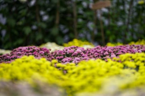 भृकुटीमण्डपमा ‘तेस्रो तिहार फ्लोरा एक्स्पो’ सुरु