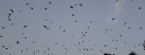 नारायणहिटी दरबार सङ्ग्रहालय अगाडि काग सम्मेलन