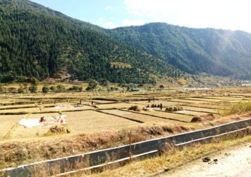 जुम्ली किसानलाई मार्सीधान काट्न चटारो