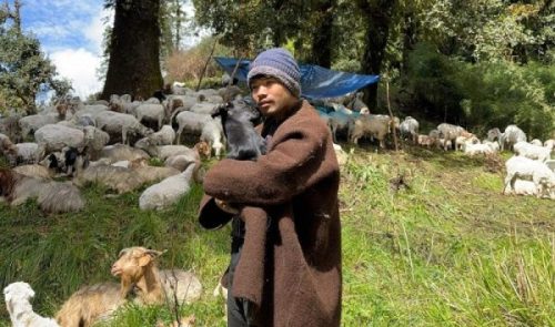 भेडापालनमा भविष्य खोज्दै आस्मन