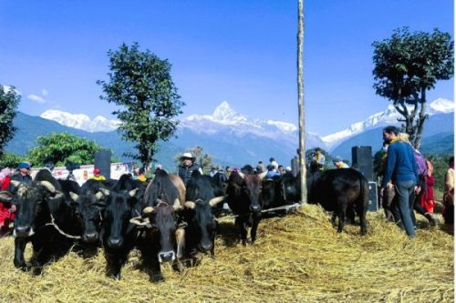 पोखरामा  दाइँ महोत्सव आयोजना