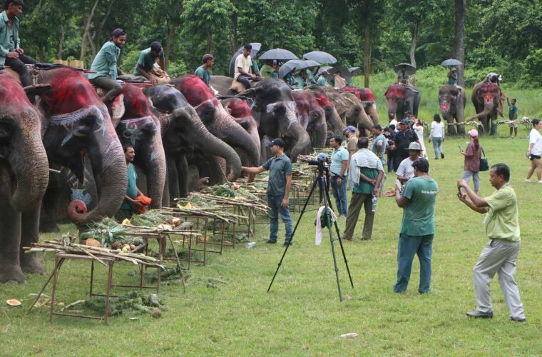 सौराहामा पर्यटन प्रवर्द्धन गर्न हात्ती महोत्सव हुने