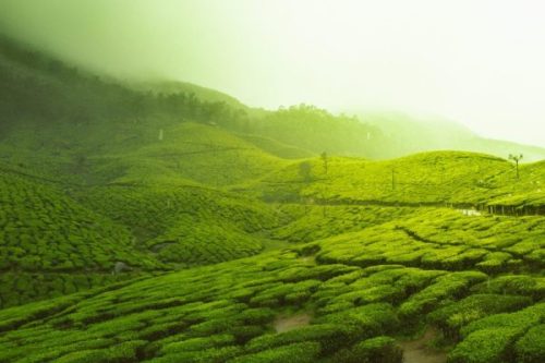 चिया निर्यातमा देखिएको समस्या समाधानका लागि कार्यदल गठन