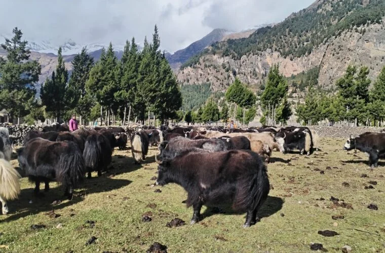 हिमपातपछि मुस्ताङका याकचौँरी बेँसीमा स्थान्तरण