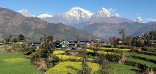 बाँकेमा तेलहन बाली उत्पादन घट्दो क्रममा