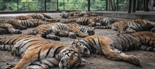 थाइल्यान्डको पार्कमा भाइरसका कारण दर्जनौँ बाघको मृत्यु