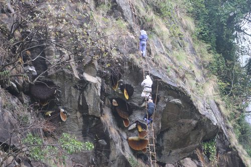 मह काढ्ने परम्परालाई जीवन्त राख्न पुस्ता हस्तान्तरण