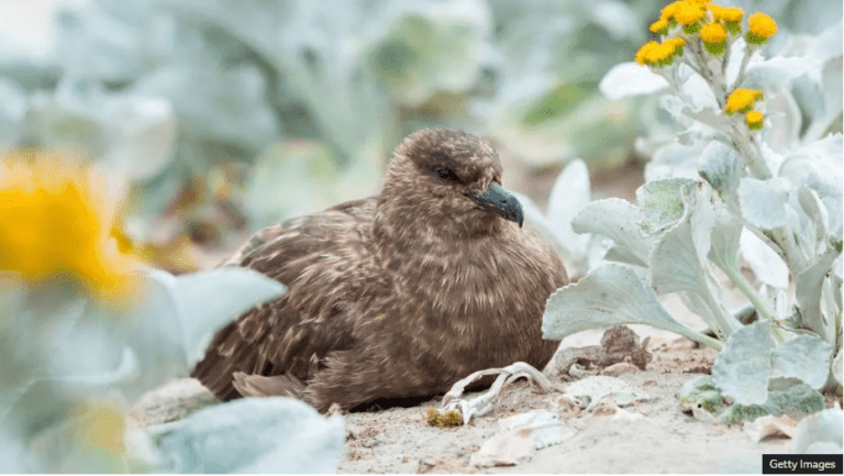 अष्ट्रेलियामा बर्ड फ्लुको तेस्रो केस पुष्टि, जैविक विविधतामा जोखिम बढ्ने चेतावनी